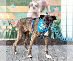 Boxer Dogs for adoption in Pacific Grove, CA, USA