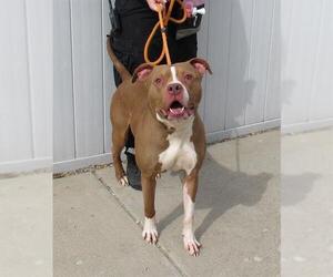 American Bulldog Dogs for adoption in Louisville, KY, USA