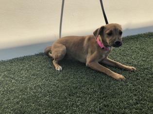 Chiweenie Dogs for adoption in Visalia, CA, USA