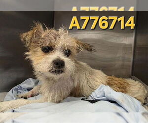 Mutt Dogs for adoption in San Antonio, TX, USA