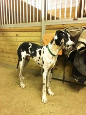 Great Dane Dogs for adoption in Belleuve, NE, USA