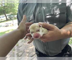 American Pit Bull Terrier-Unknown Mix Dogs for adoption in Houston, TX, USA
