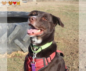 German Shepherd Dog-Huskies Mix Dogs for adoption in Center Township, PA, USA
