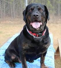 Medium Photo #1 Basset Hound-Rottweiler Mix Puppy For Sale in Winder, GA, USA