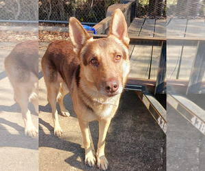 German Shepherd Dog Dogs for adoption in Kankakee, IL, USA