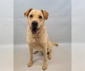 Labrador Retriever Dogs for adoption in Fort Collins, CO, USA