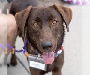 Labrador Retriever-Unknown Mix Dogs for adoption in San Diego, CA, USA