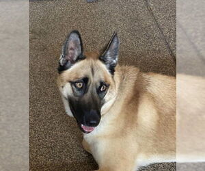 German Shepherd Dog Dogs for adoption in Tracy, CA, USA