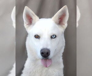 Siberian Husky Dogs for adoption in Pasadena, CA, USA