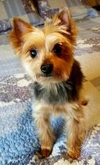 Mutt Dogs for adoption in Yakima, WA, USA
