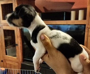 Medium Photo #1 Chiweenie Puppy For Sale in Surprise , AZ, USA