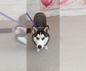 Siberian Husky Dogs for adoption in San Bernardino, CA, USA