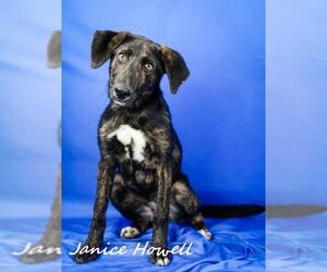Retriever -Unknown Mix Dogs for adoption in Tupelo, MS, USA