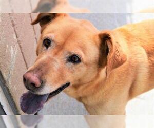Labrador Retriever Dogs for adoption in Olathe, KS, USA