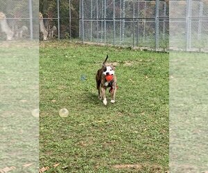 American Pit Bull Terrier-Unknown Mix Dogs for adoption in Lockport, NY, USA