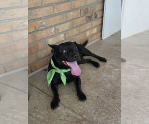 Pembroke Welsh Corgi-Unknown Mix Dogs for adoption in Decatur, GA, USA