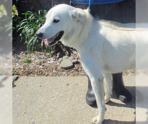 Golden Pyrenees Dogs for adoption in Fayetteville, TN, USA