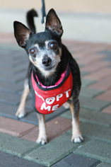 Chipin Dogs for adoption in Mission Viejo, CA, USA