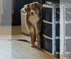 Australian Shepherd Dogs for adoption in Rustburg, VA, USA