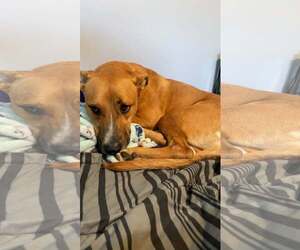 Mutt Dogs for adoption in Woodbury, NY, USA