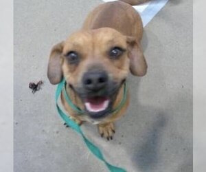 Beagle-Chihuahua Mix Dogs for adoption in Pampa, TX, USA