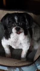 Medium Photo #1 Shih Tzu Puppy For Sale in Broken Bow, NE, USA