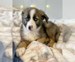 Anatolian Shepherd-Huskies  Mix Dogs for adoption in Corona, CA, USA