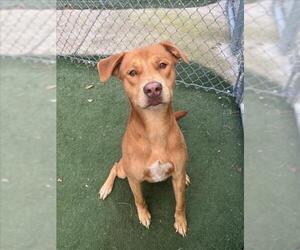 Labrador Retriever-Unknown Mix Dogs for adoption in Texas City, TX, USA