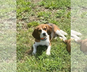 Beagle Dogs for adoption in Chesapeake, VA, USA