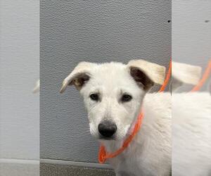 German Shepherd Dog-Unknown Mix Dogs for adoption in Las Vegas, NV, USA