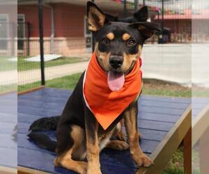 Rottweiler-Unknown Mix Dogs for adoption in San Antonio, TX, USA