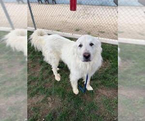 Great Pyrenees Dogs for adoption in Bakersfield, CA, USA