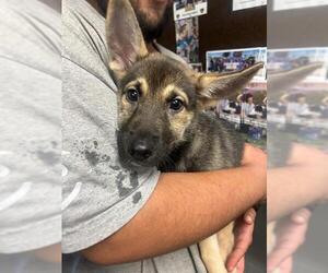 German Shepherd Dog Dogs for adoption in Stockton, CA, USA