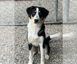 Mutt Dogs for adoption in Manchester, MO, USA