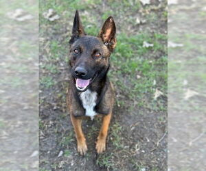 German Shepherd Dog-Unknown Mix Dogs for adoption in Riverside, CA, USA