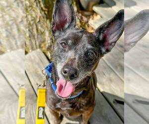 Miniature Pinscher-Unknown Mix Dogs for adoption in Kennesaw, GA, USA