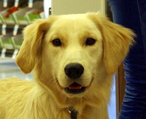 Golden Retriever-Unknown Mix Dogs for adoption in Longview, WA, USA
