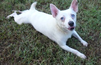 Rat Terrier-Unknown Mix Dogs for adoption in Ashland, VA, USA