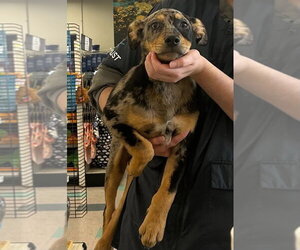 Catahoula Leopard Dog-Labrador Retriever Mix Dogs for adoption in Palatine/Kildeer/Buffalo grove, IL, USA