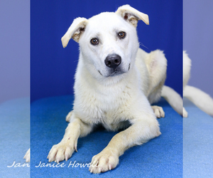 Small Labrador Retriever Mix