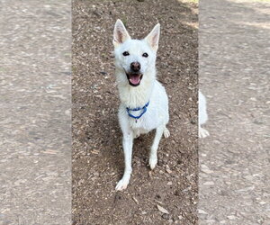 Mutt Dogs for adoption in Clarkesville, GA, USA