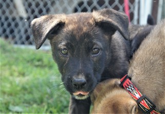 Medium Photo #1 Mutt Puppy For Sale in Danbury, CT, USA