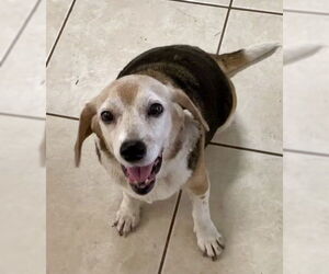Beagle Dogs for adoption in Tampa, FL, USA