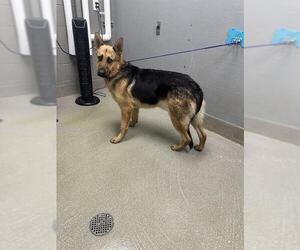 German Shepherd Dog-Unknown Mix Dogs for adoption in Las Vegas, NV, USA