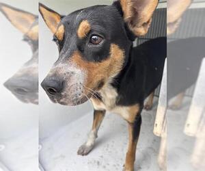 Labrador Retriever-Unknown Mix Dogs for adoption in Houston, TX, USA