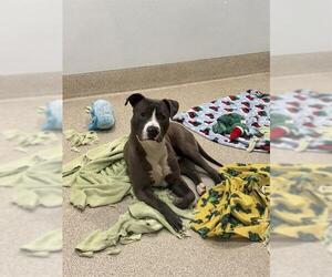 Mutt Dogs for adoption in Riverside, CA, USA