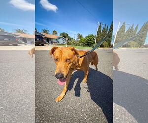 Labrador Retriever-Unknown Mix Dogs for adoption in San Diego, CA, USA