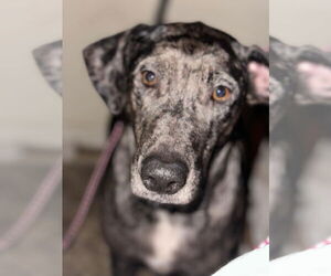 Catahoula Leopard Dog-Unknown Mix Dogs for adoption in Oakhurst, NJ, USA