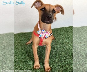 Boxador Dogs for adoption in San Diego, CA, USA