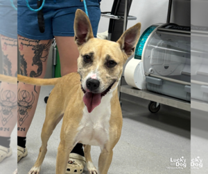 Mutt Dogs for adoption in Washington, DC, USA